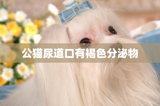 公貓尿道口有褐色分泌物