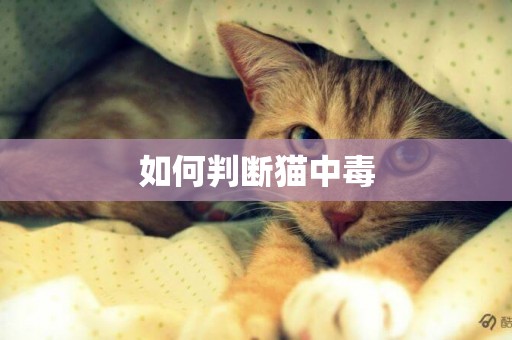 如何判斷貓中毒
