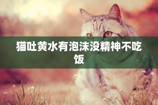 貓吐黃水有泡沫沒精神不吃飯