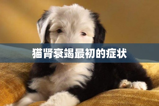 貓腎衰竭最初的癥狀