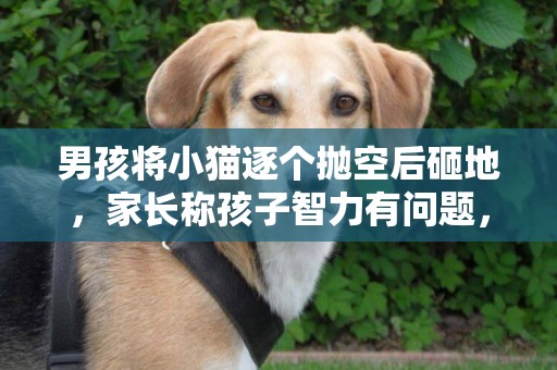 男孩將小貓逐個拋空后砸地，家長稱孩子智力有問題，呼吁停止網暴 