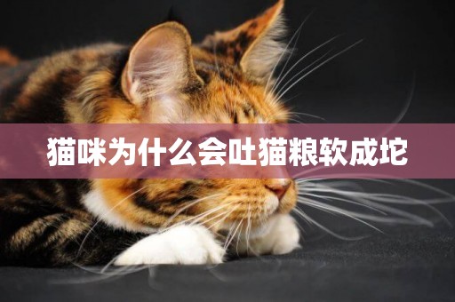 貓咪為什么會吐貓糧軟成坨