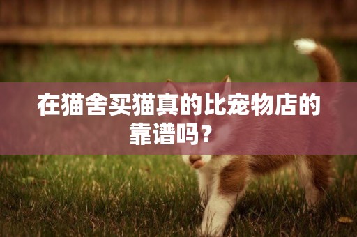 在貓舍買貓真的比寵物店的靠譜嗎？ 
