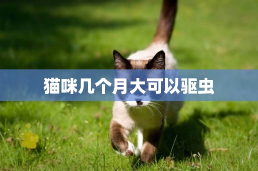 貓咪幾個月大可以驅蟲
