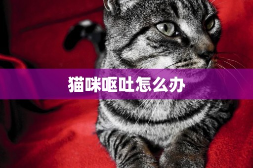 貓咪嘔吐怎么辦