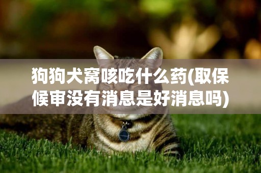 狗狗犬窩咳吃什么藥(取保候審沒有消息是好消息嗎) 