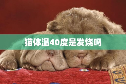 貓體溫40度是發燒嗎