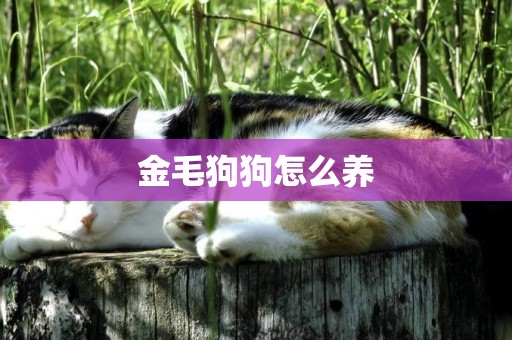 金毛狗狗怎么養