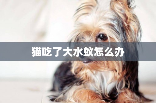 貓吃了大水蟻怎么辦