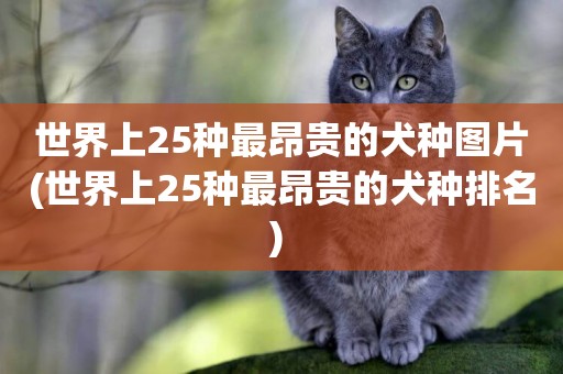 世界上25種最昂貴的犬種圖片(世界上25種最昂貴的犬種排名) 