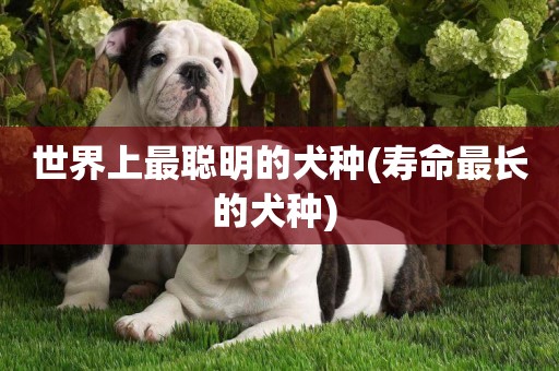 世界上最聰明的犬種(壽命最長的犬種) 