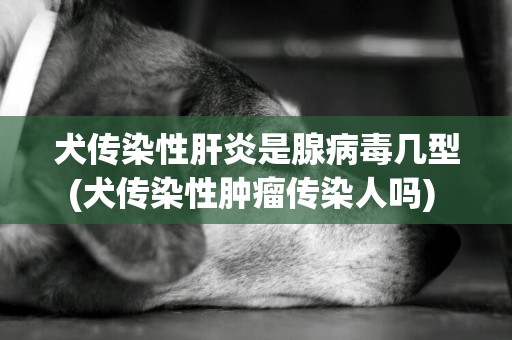 犬傳染性肝炎是腺病毒幾型(犬傳染性腫瘤傳染人嗎) 