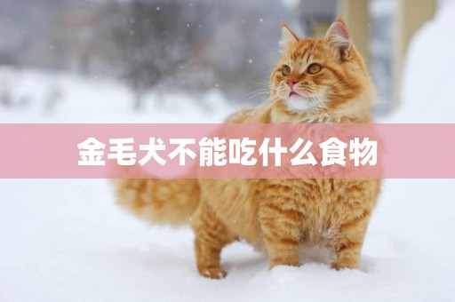 金毛犬不能吃什么食物