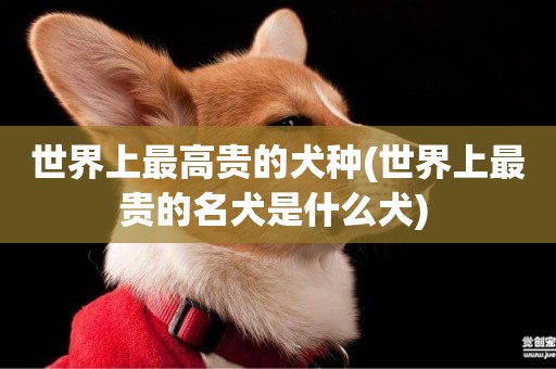 世界上最高貴的犬種(世界上最貴的名犬是什么犬) 