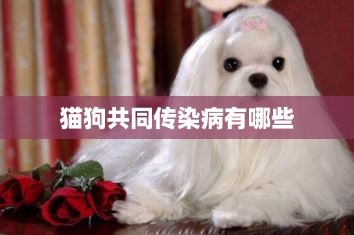 貓狗共同傳染病有哪些