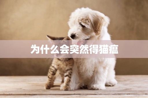 為什么會突然得貓瘟