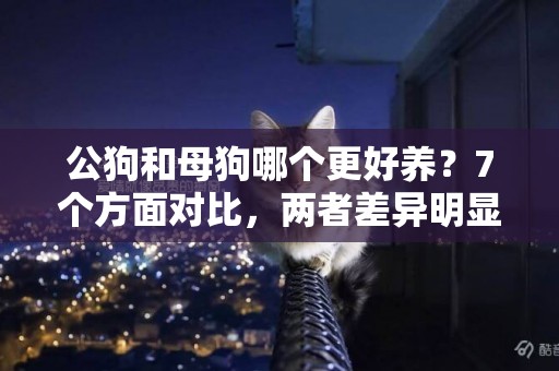 公狗和母狗哪個更好養？7個方面對比，兩者差異明顯 