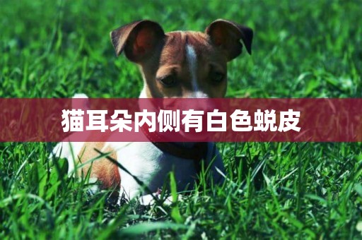 貓耳朵內側有白色蛻皮