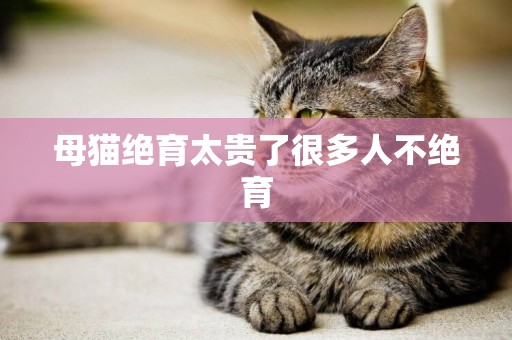 母貓絕育太貴了很多人不絕育