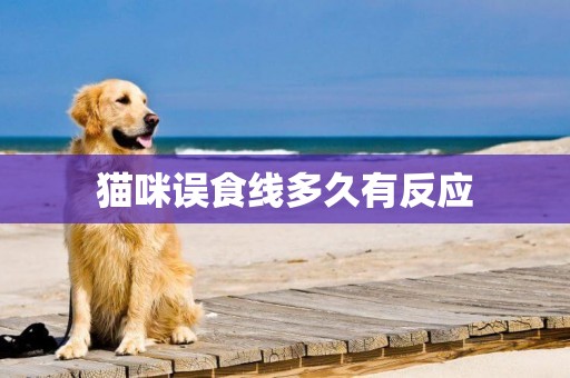 貓咪誤食線多久有反應