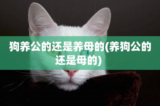狗養公的還是養母的(養狗公的還是母的) 