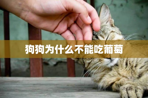 狗狗為什么不能吃葡萄