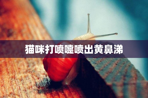 貓咪打噴嚏噴出黃鼻涕