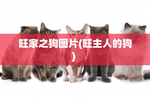 旺家之狗圖片(旺主人的狗) 