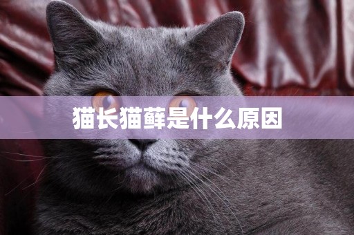 貓長貓蘚是什么原因