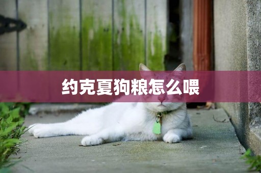 約克夏狗糧怎么喂