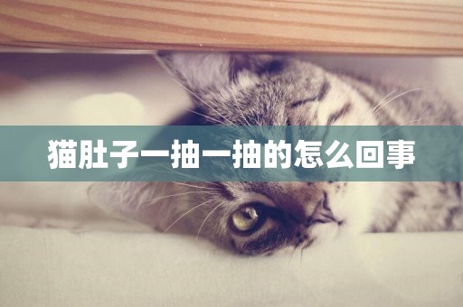 貓肚子一抽一抽的怎么回事
