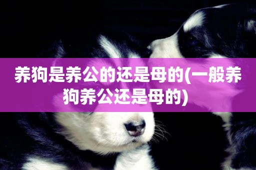 養狗是養公的還是母的(一般養狗養公還是母的) 