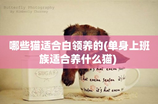 哪些貓適合白領養的(單身上班族適合養什么貓) 