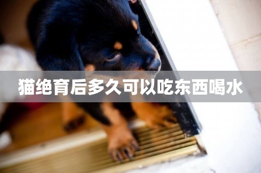 貓絕育后多久可以吃東西喝水