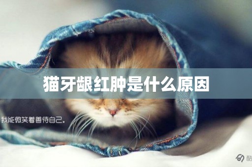貓牙齦紅腫是什么原因