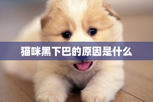 貓咪黑下巴的原因是什么