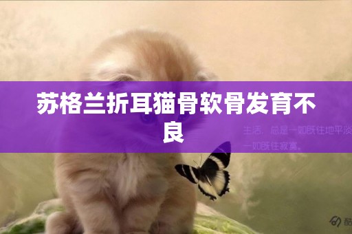 蘇格蘭折耳貓骨軟骨發育不良 