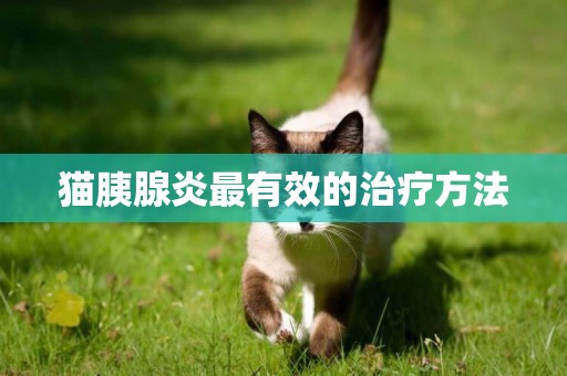 貓胰腺炎最有效的治療方法