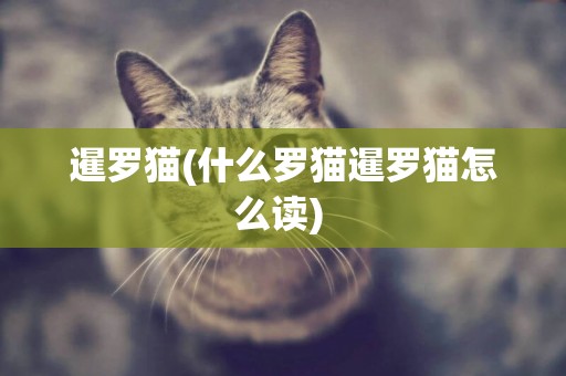 暹羅貓(什么羅貓暹羅貓怎么讀) 