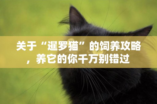 關于“暹羅貓”的飼養攻略，養它的你千萬別錯過 