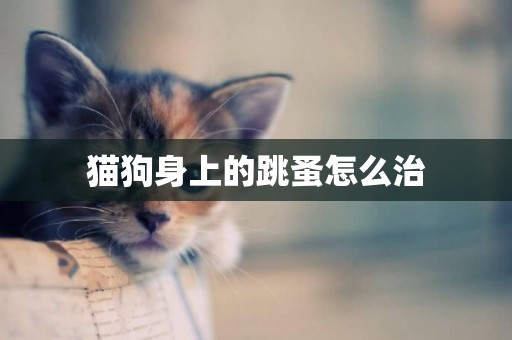 貓狗身上的跳蚤怎么治