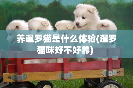 養暹羅貓是什么體驗(暹羅貓咪好不好養) 