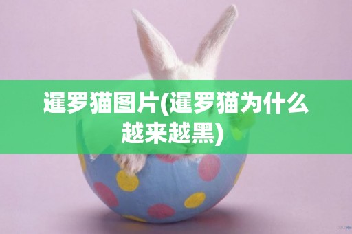暹羅貓圖片(暹羅貓為什么越來越黑) 