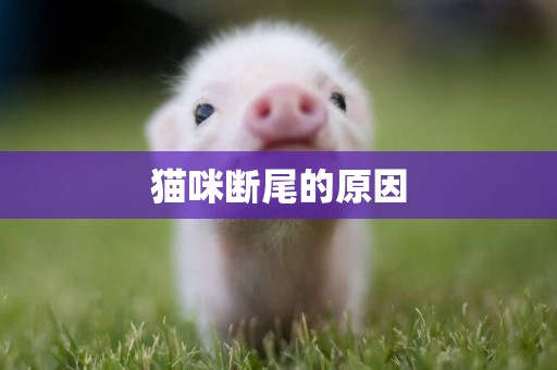 貓咪斷尾的原因
