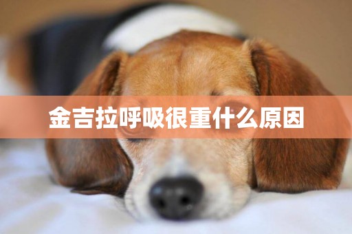 金吉拉呼吸很重什么原因