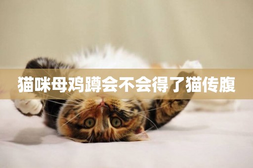 貓咪母雞蹲會不會得了貓傳腹