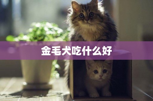 金毛犬吃什么好