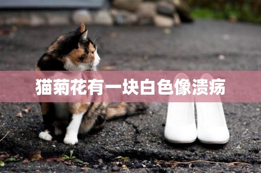 貓菊花有一塊白色像潰瘍