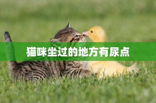 貓咪坐過的地方有尿點
