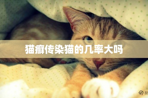 貓癬傳染貓的幾率大嗎